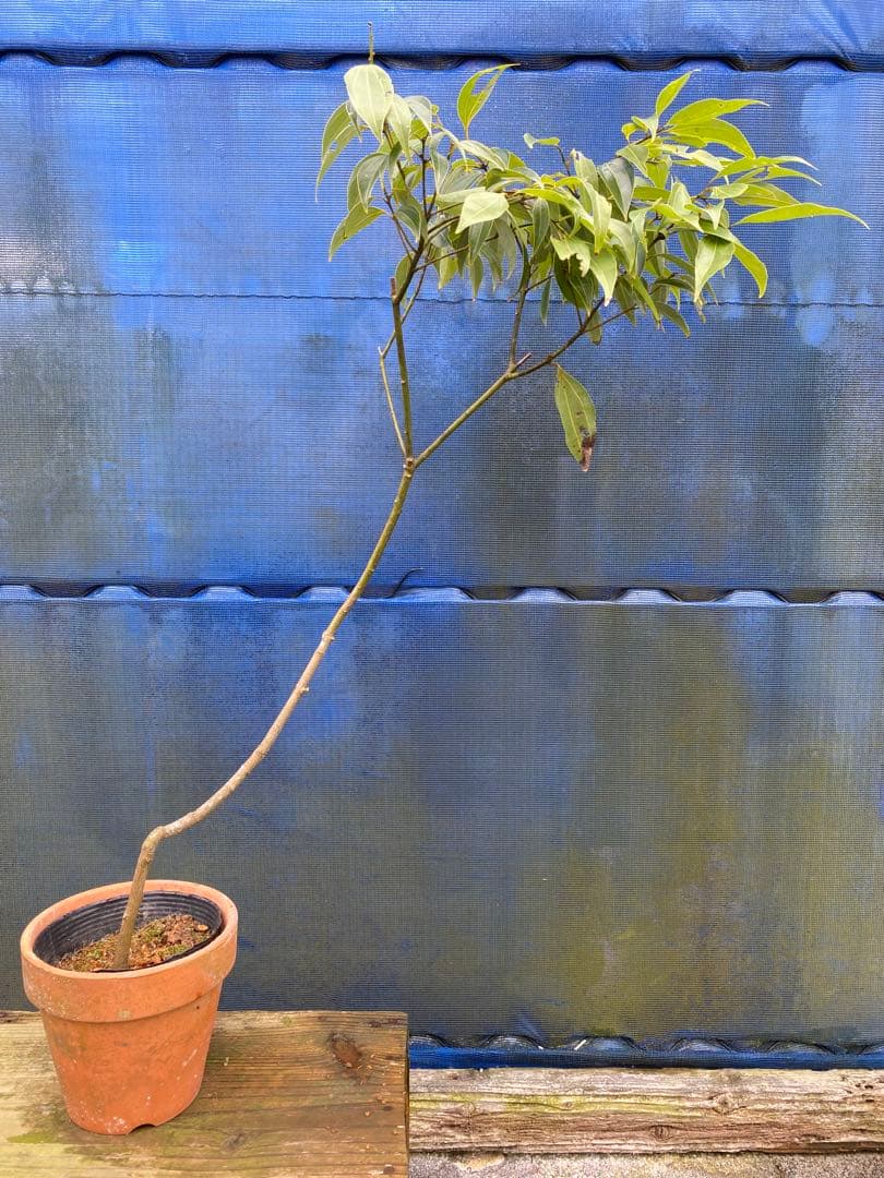 カラキ　別 : 沖縄ニッケイ(肉桂)