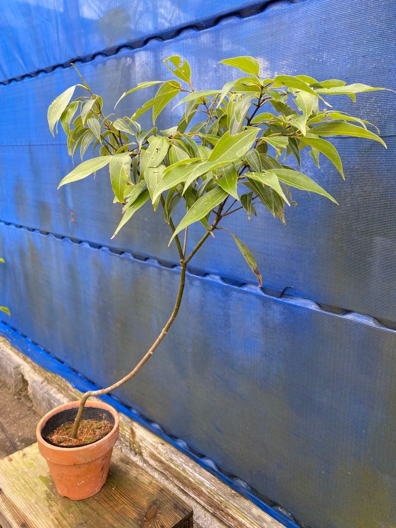 カラキ　別 : 沖縄ニッケイ(肉桂)