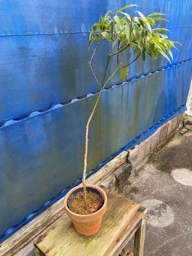 カラキ　別 : 沖縄ニッケイ(肉桂)