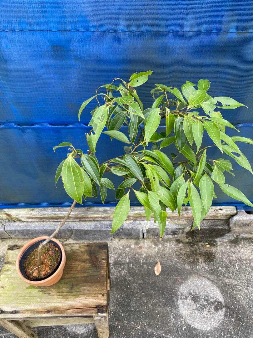 カラキ　別 : 沖縄ニッケイ(肉桂)