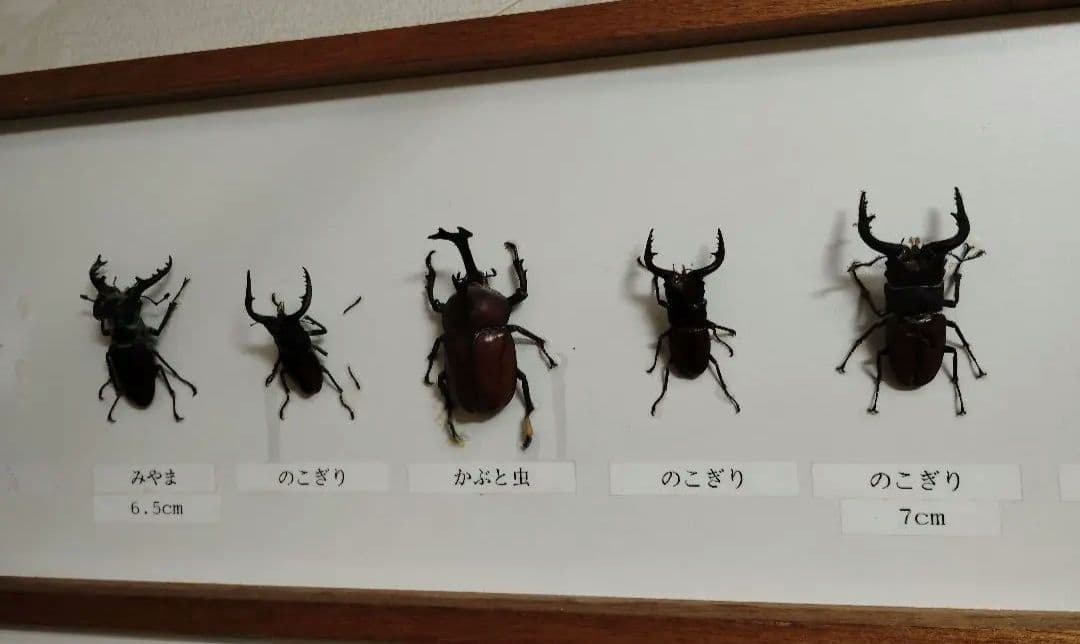 クワガタ カブトムシ ヒラタ ミヤマ コクワ ノコギリ 標本 10個体 剥製