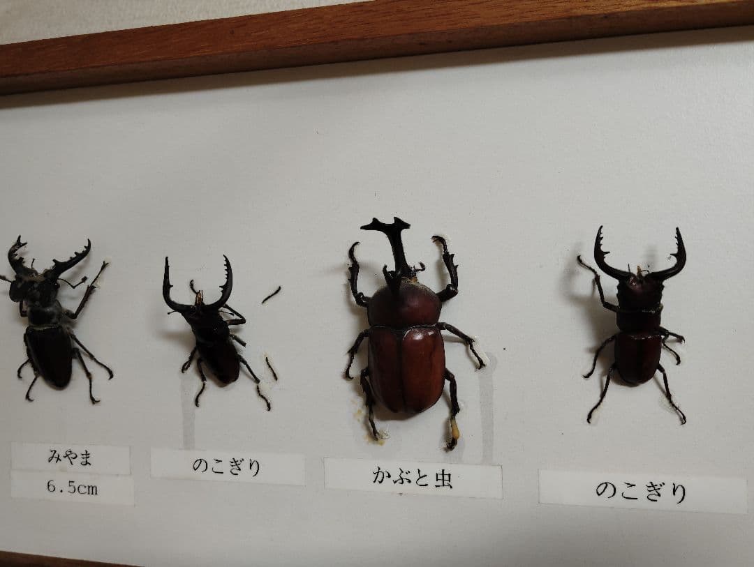 クワガタ カブトムシ ヒラタ ミヤマ コクワ ノコギリ 標本 10個体 剥製
