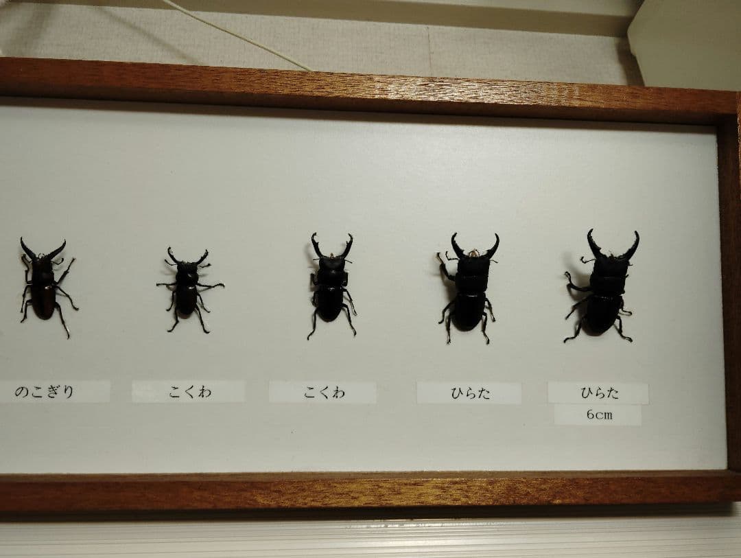 クワガタ カブトムシ ヒラタ ミヤマ コクワ ノコギリ 標本 10個体 剥製