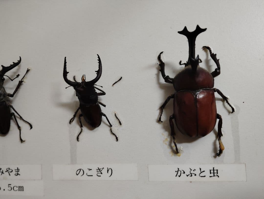クワガタ カブトムシ ヒラタ ミヤマ コクワ ノコギリ 標本 10個体 剥製