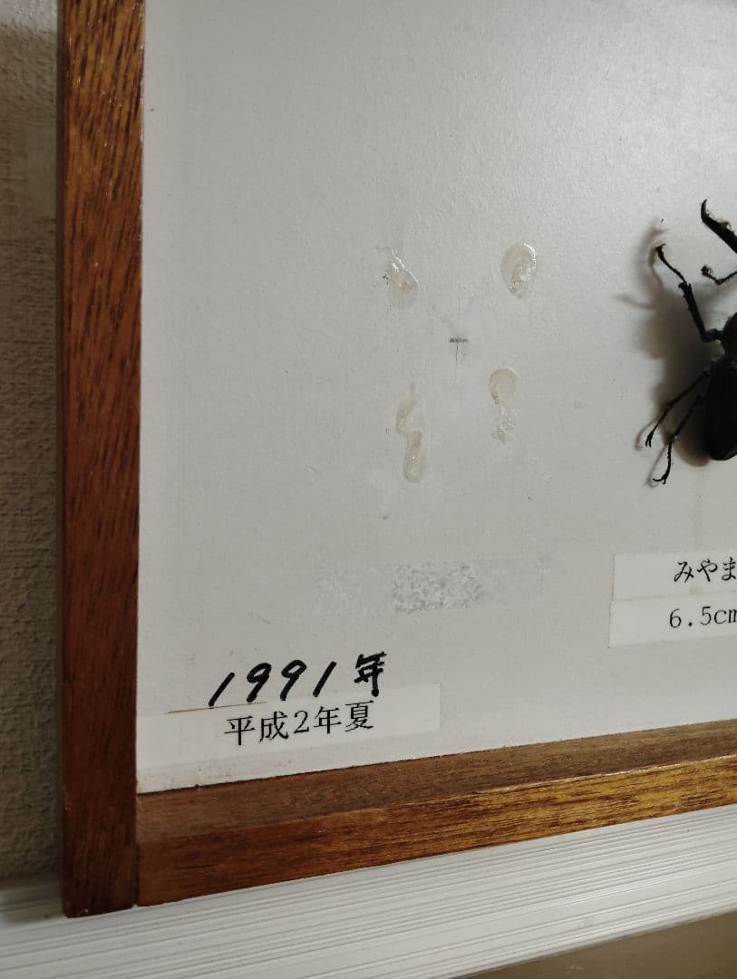 クワガタ カブトムシ ヒラタ ミヤマ コクワ ノコギリ 標本 10個体 剥製