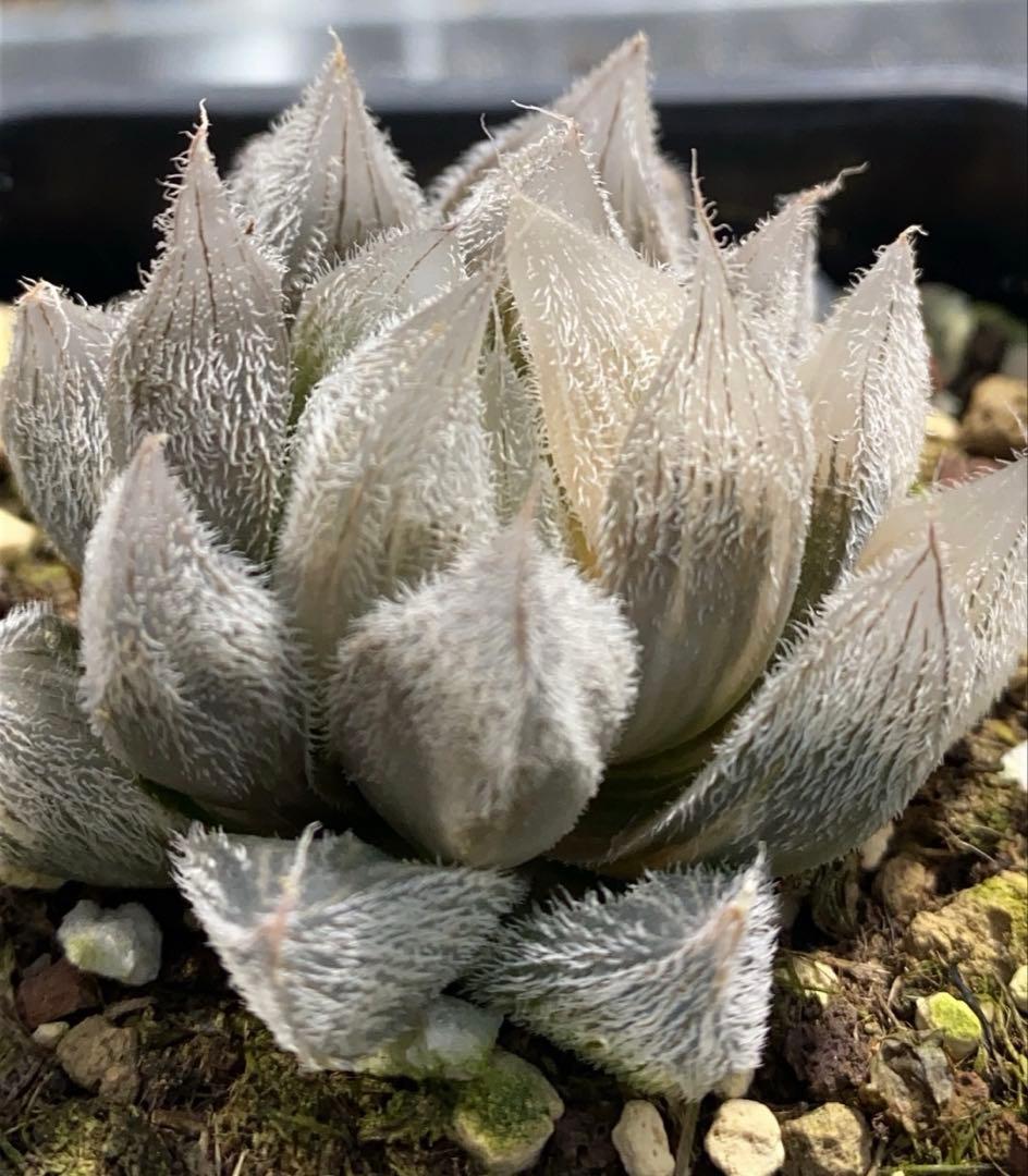 K*i様 多肉植物　ハオルチア　白狐伝錦　極上斑