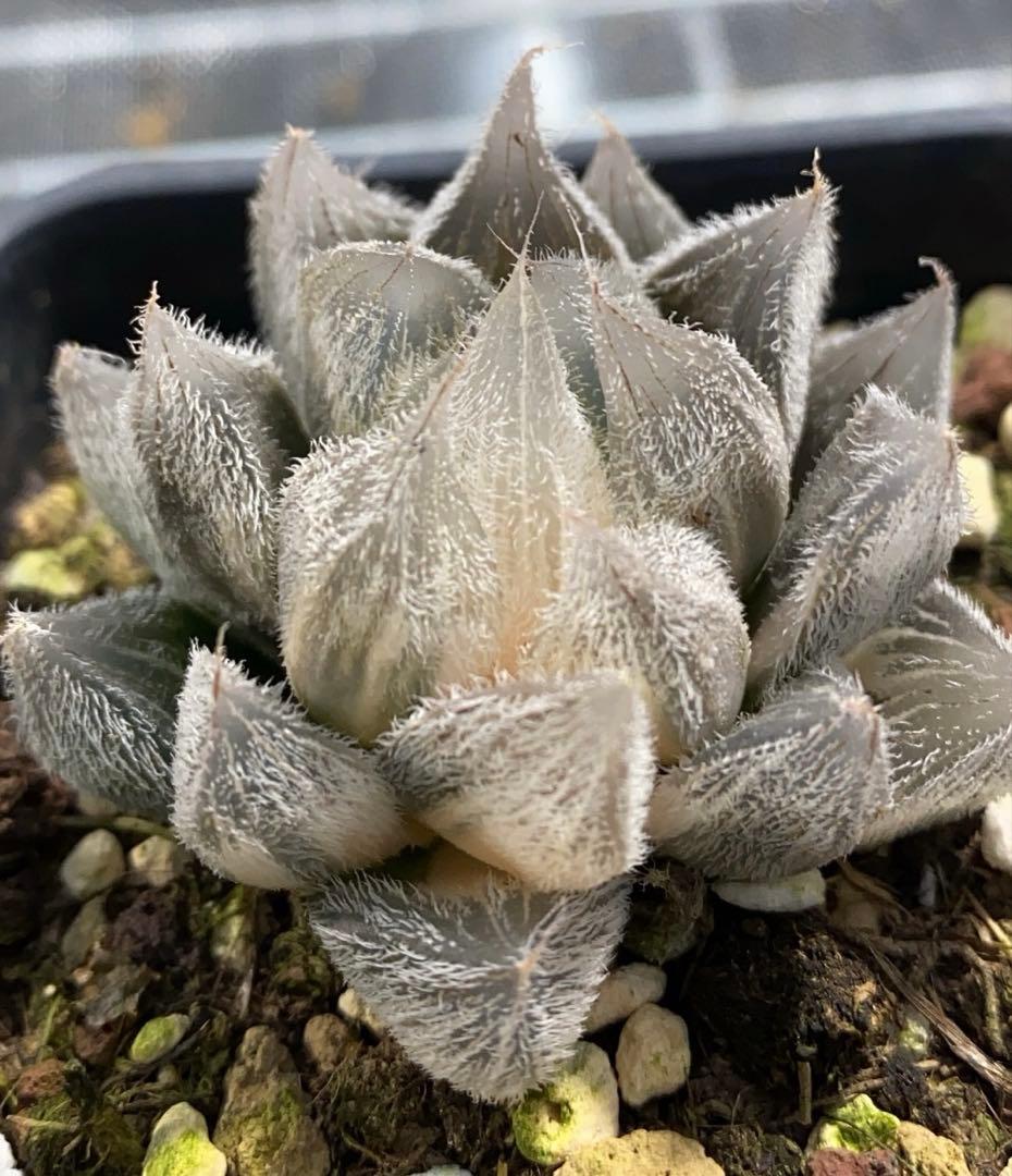 K*i様 多肉植物　ハオルチア　白狐伝錦　極上斑
