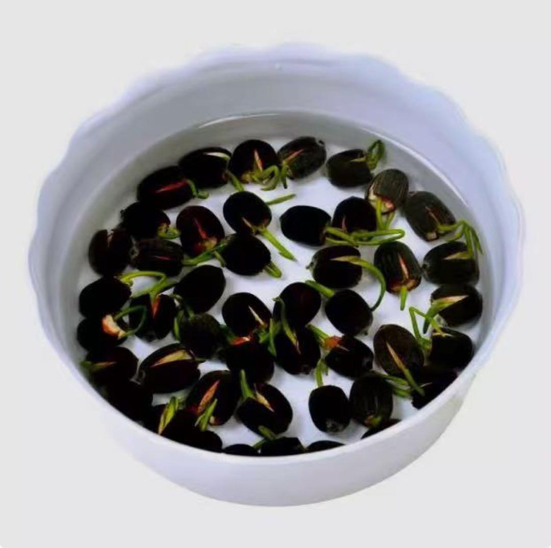 ミニハスの種　茶碗蓮　ハスの種　屋内外植付け可能　蓮の種　200粒入り