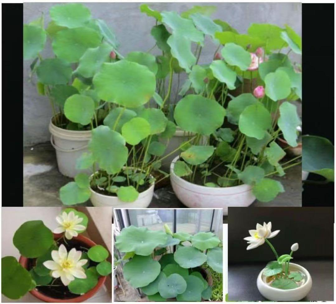 ミニハスの種　茶碗蓮　ハスの種　屋内外植付け可能　蓮の種　200粒入り