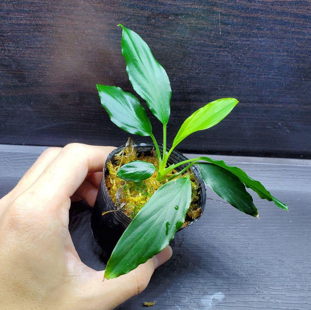 ホマロメナ sp. フミリス タシクマラヤ 熱帯植物　Homalomena