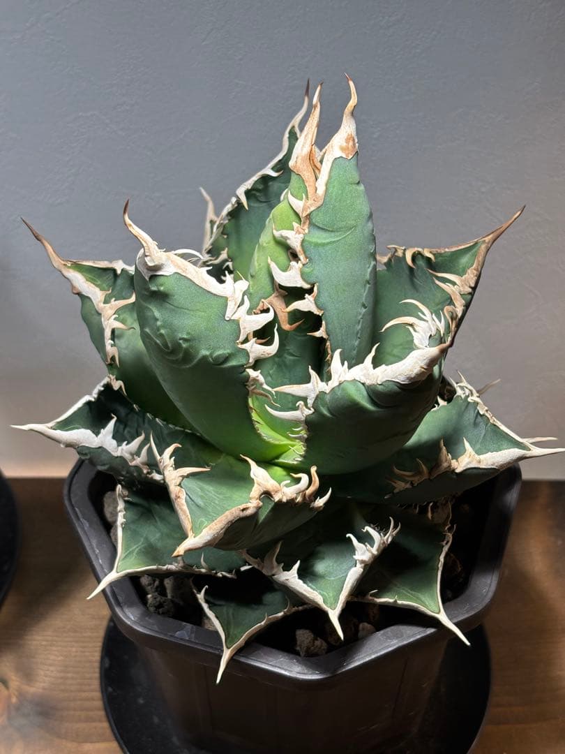 アガベ チタノタ 海王