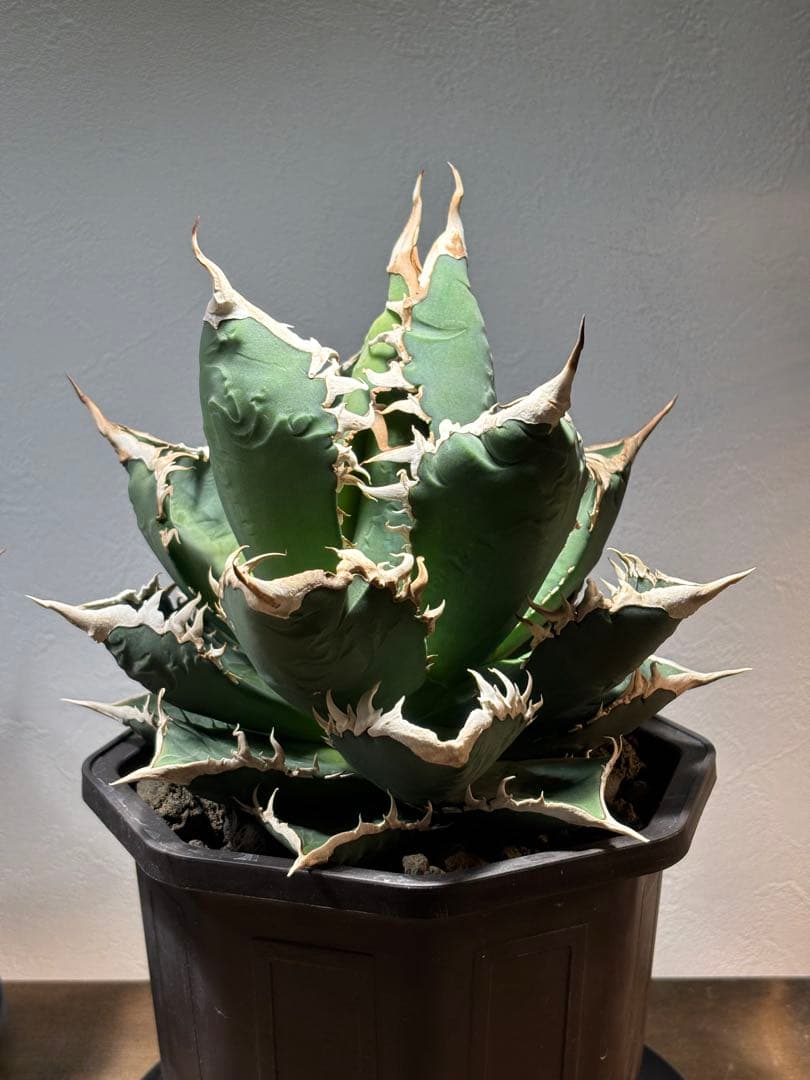 アガベ チタノタ 海王