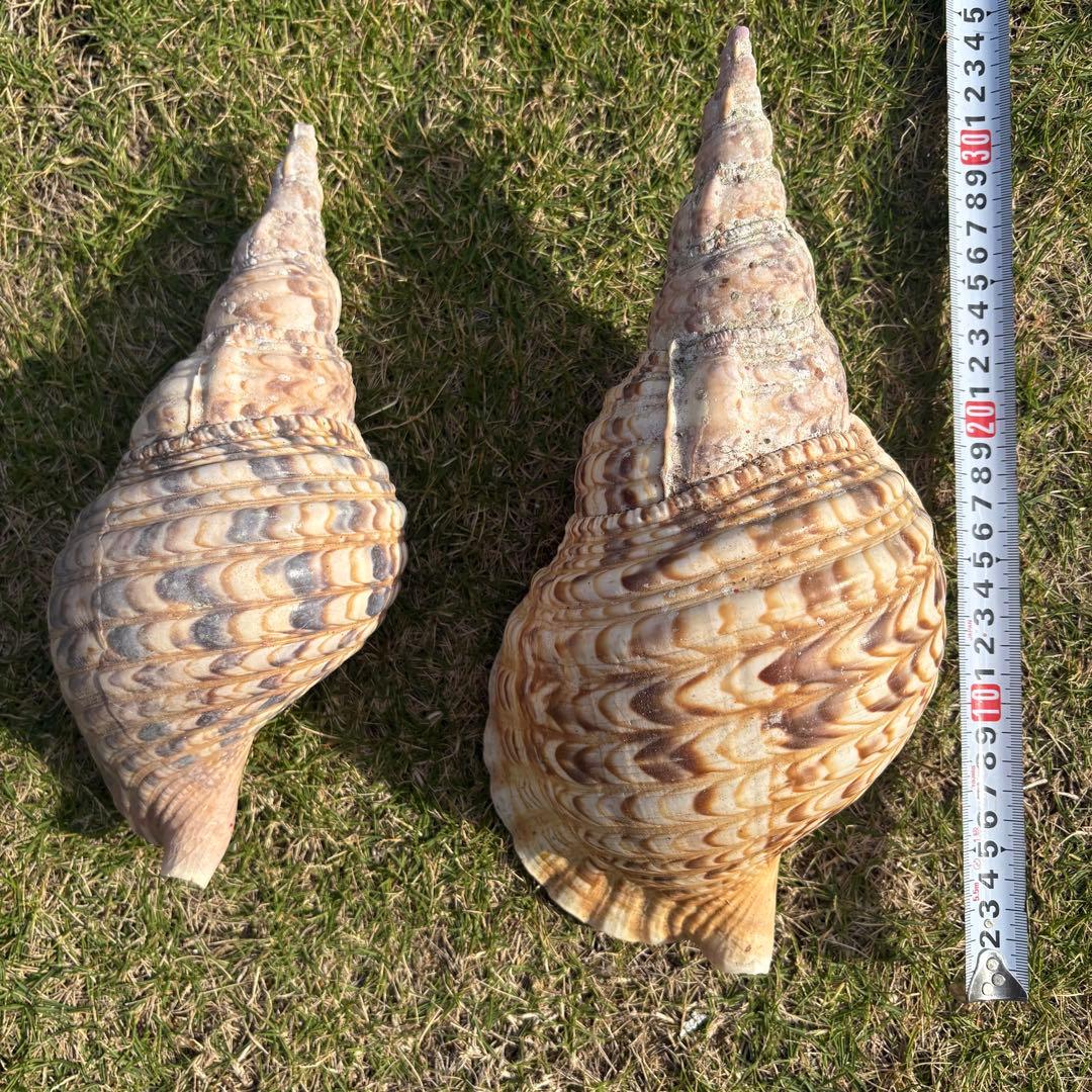 法螺貝＊ほら貝＊ホラ貝　2個セット　30cm &25㎝　宮古島産