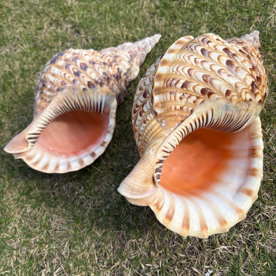 法螺貝＊ほら貝＊ホラ貝　2個セット　30cm &25㎝　宮古島産