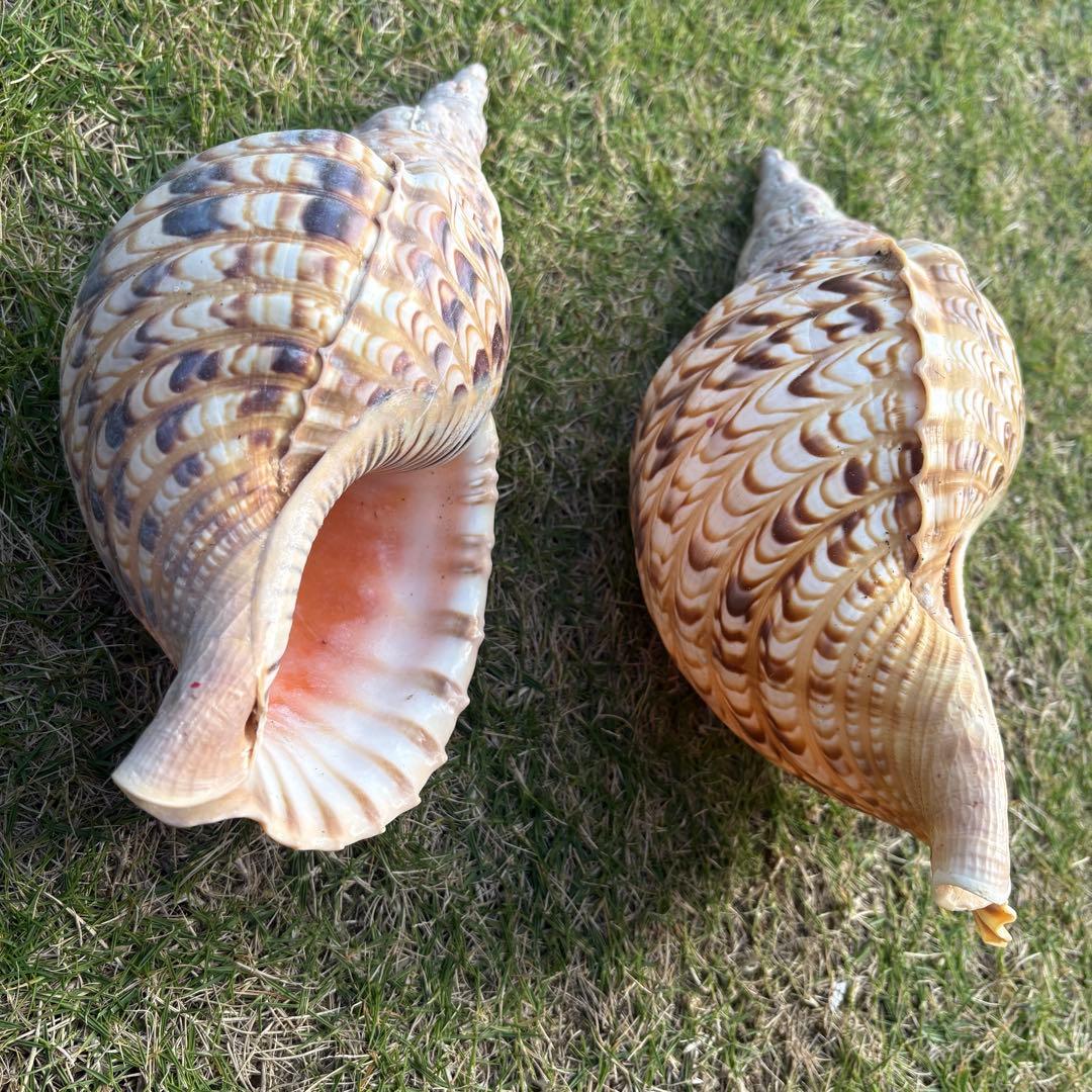 法螺貝＊ほら貝＊ホラ貝　2個セット　30cm &25㎝　宮古島産