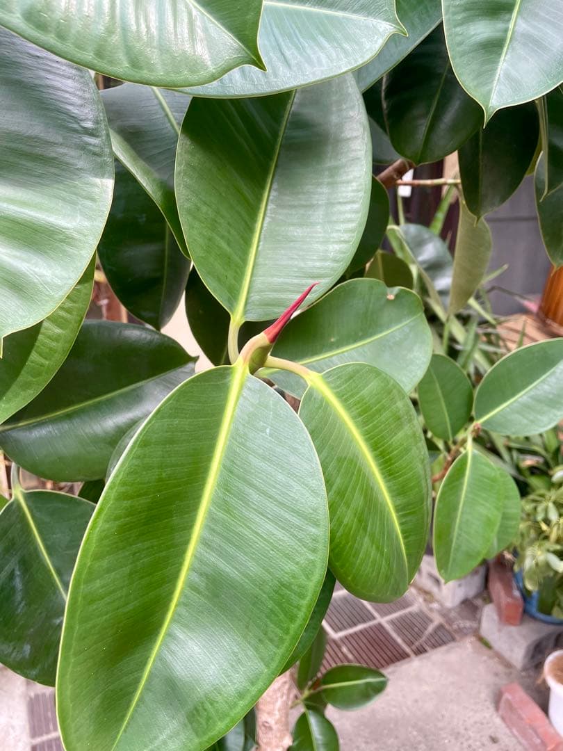 値下げ　フィカス・エラスティカ　高さ１９５センチ 引取り歓迎　久喜市　配達可能