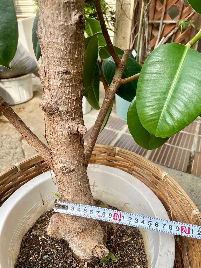 値下げ　フィカス・エラスティカ　高さ１９５センチ 引取り歓迎　久喜市　配達可能