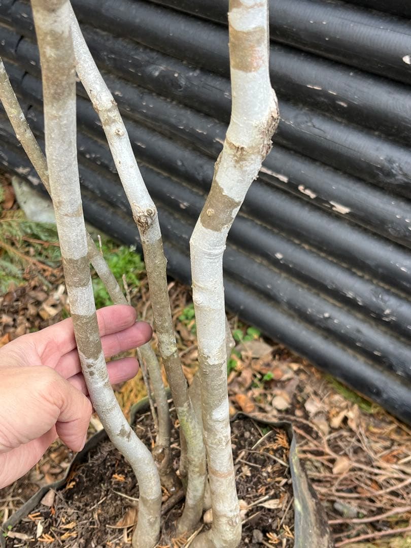 山採り天然　アオダモ　斑紋5本株立ち　6