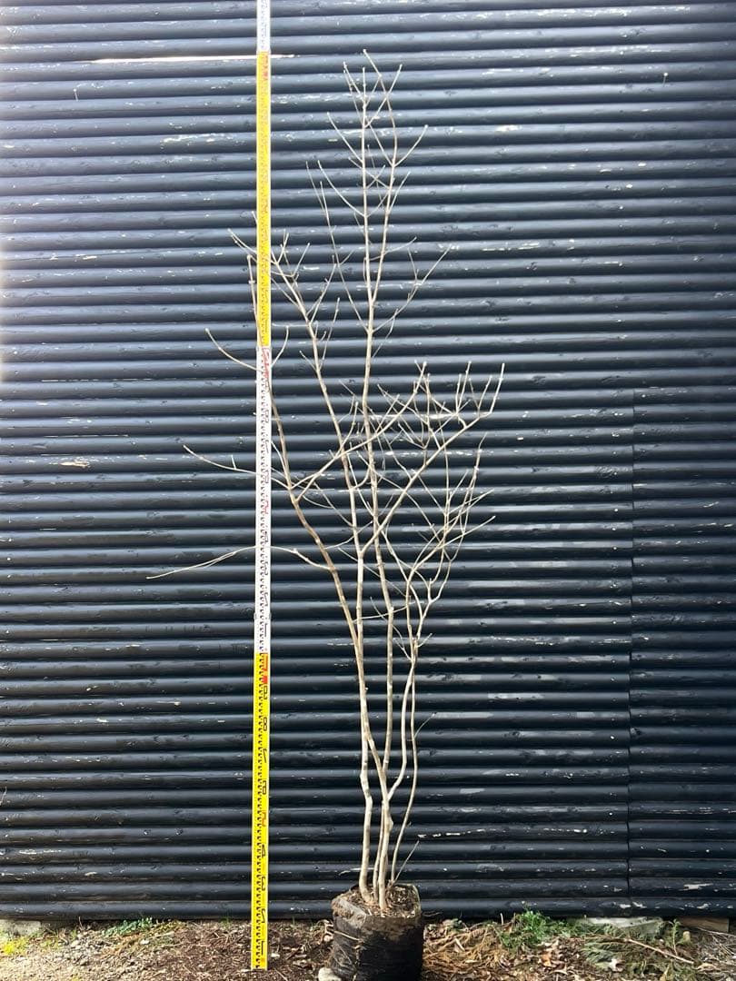 山採り天然　アオダモ　斑紋5本株立ち　6