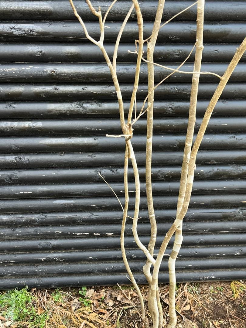 山採り天然　アオダモ　斑紋5本株立ち　6