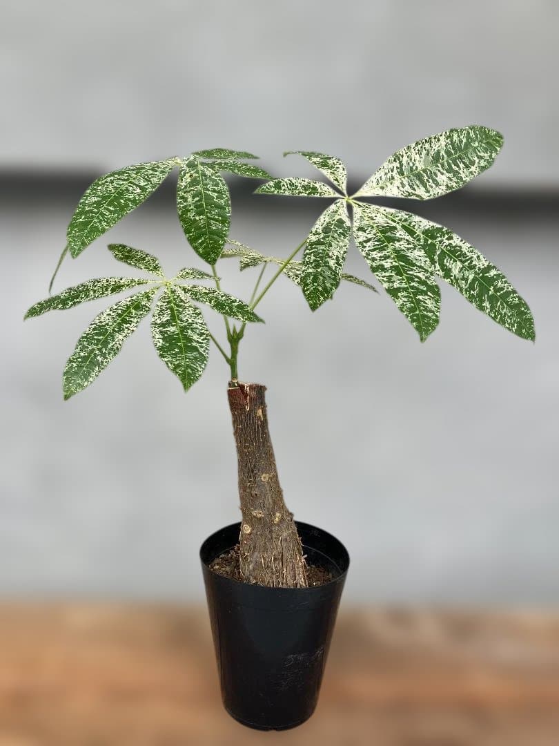 パキラ ミルキーウェイ（接ぎ木個体）