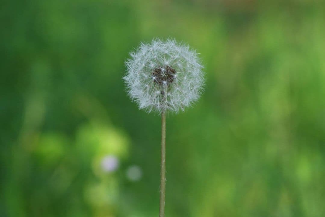 Tokina AT-X PRO 50-135mm F2.8 DX キャノン