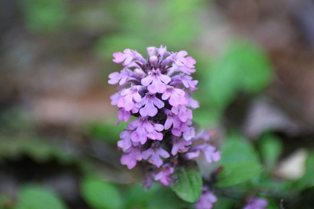 Tokina AT-X PRO 50-135mm F2.8 DX キャノン