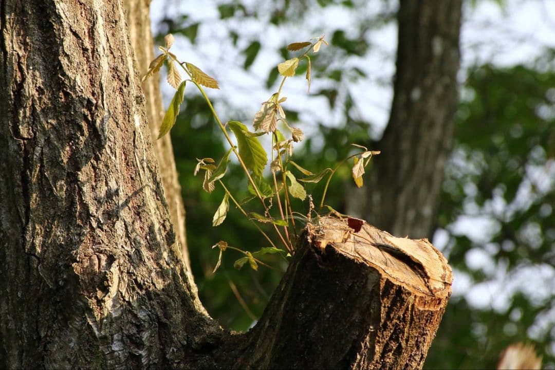 Tokina AT-X PRO 50-135mm F2.8 DX キャノン