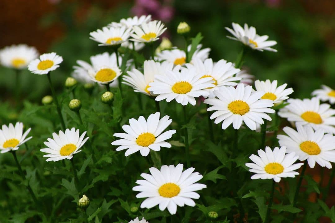 Tokina AT-X PRO 50-135mm F2.8 DX キャノン