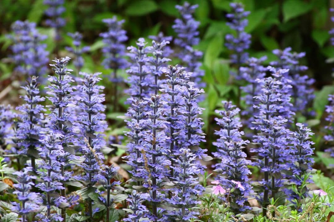 Tokina AT-X PRO 50-135mm F2.8 DX キャノン