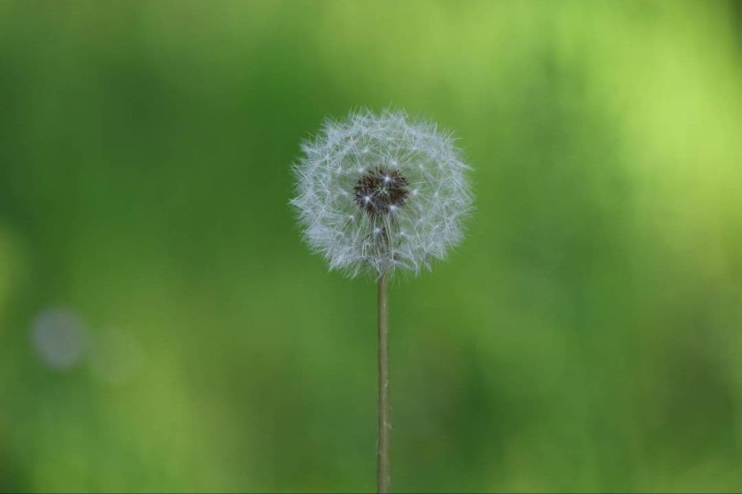 Tokina AT-X PRO 50-135mm F2.8 DX キャノン