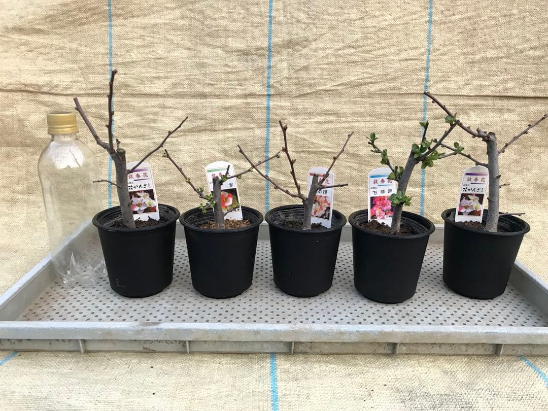 木瓜(ボケ)・放春花　3.5寸　9品種15鉢　咲き分けセット