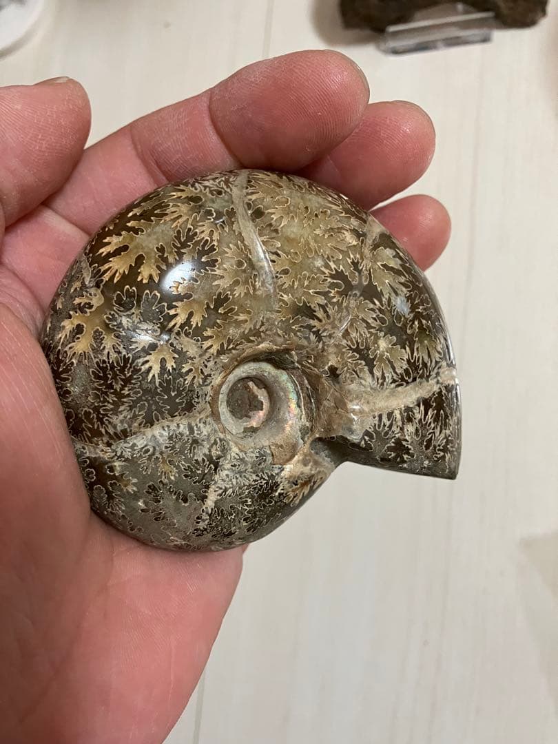 どせいさん専用　 アンモナイト 化石