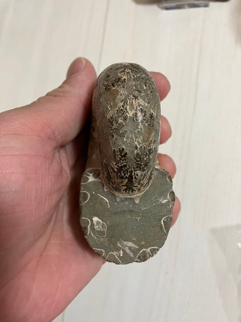 どせいさん専用　 アンモナイト 化石