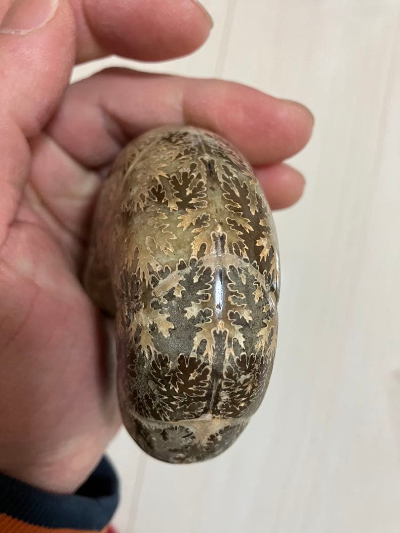 どせいさん専用　 アンモナイト 化石