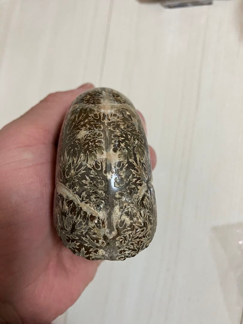 どせいさん専用　 アンモナイト 化石