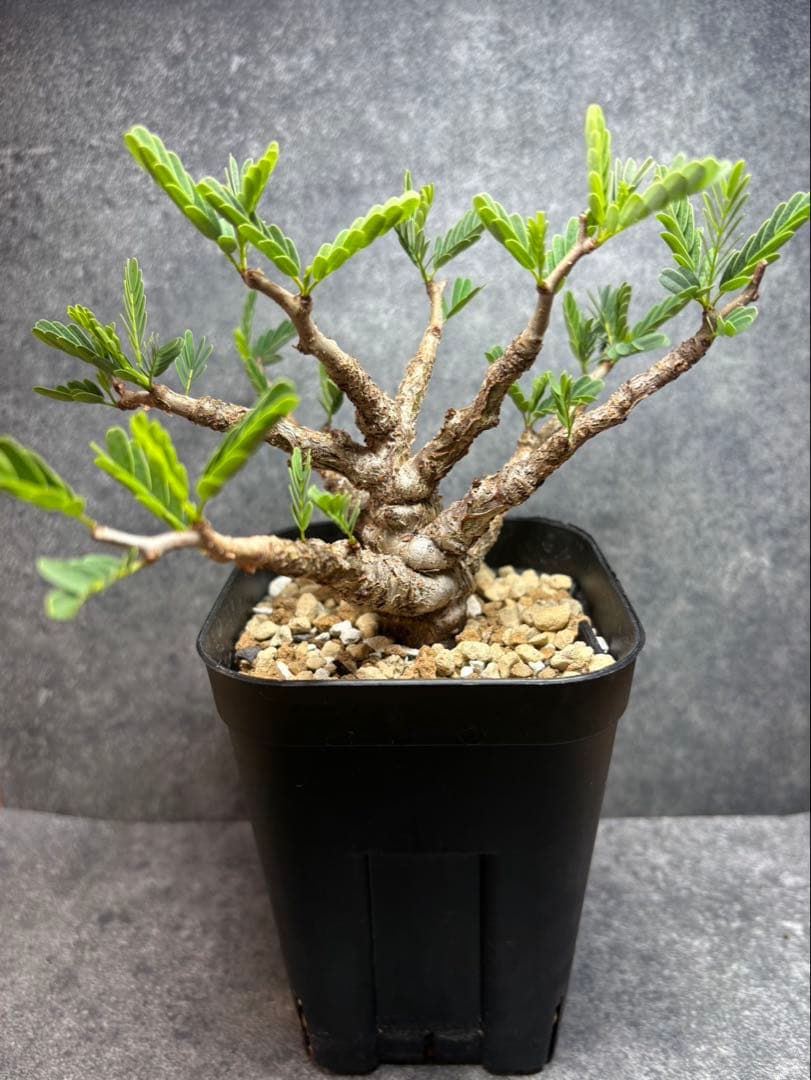 センナ　メリディオナリス　海外実生　発根済み　N60