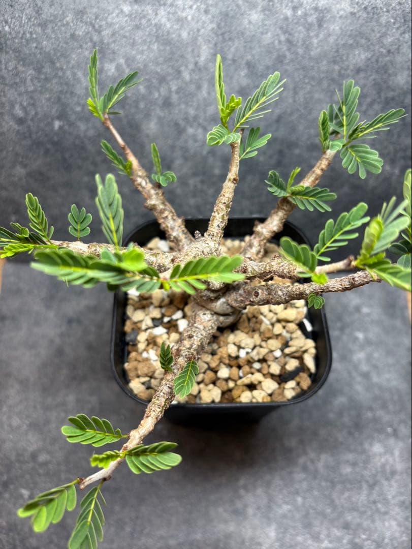 センナ　メリディオナリス　海外実生　発根済み　N60