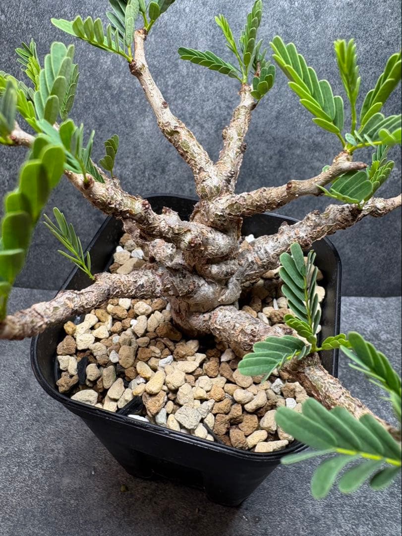 センナ　メリディオナリス　海外実生　発根済み　N60