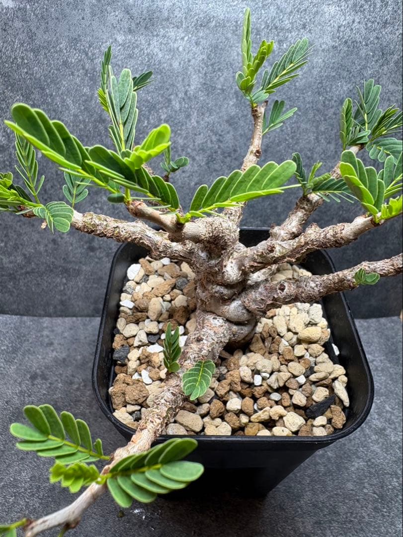 センナ　メリディオナリス　海外実生　発根済み　N60