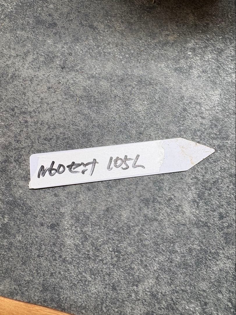 センナ　メリディオナリス　海外実生　発根済み　N60