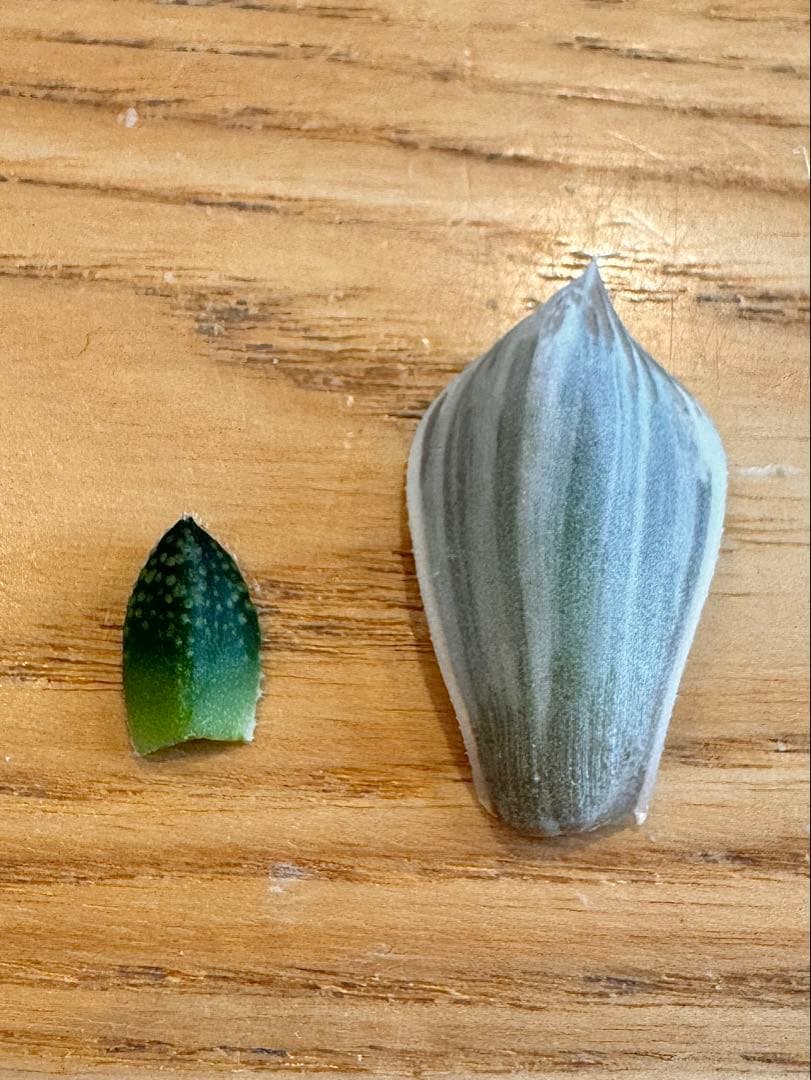 ハオルチア　白蛇伝＆王蟲　葉挿し苗セット