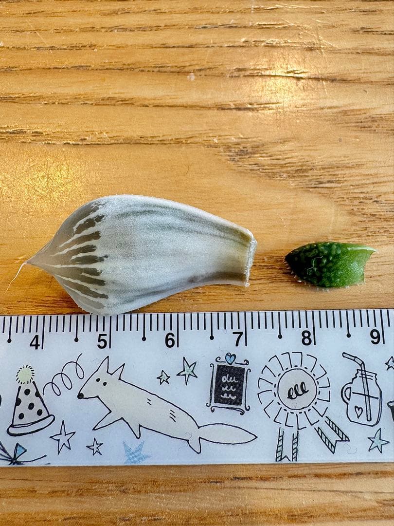 ハオルチア　白蛇伝＆王蟲　葉挿し苗セット