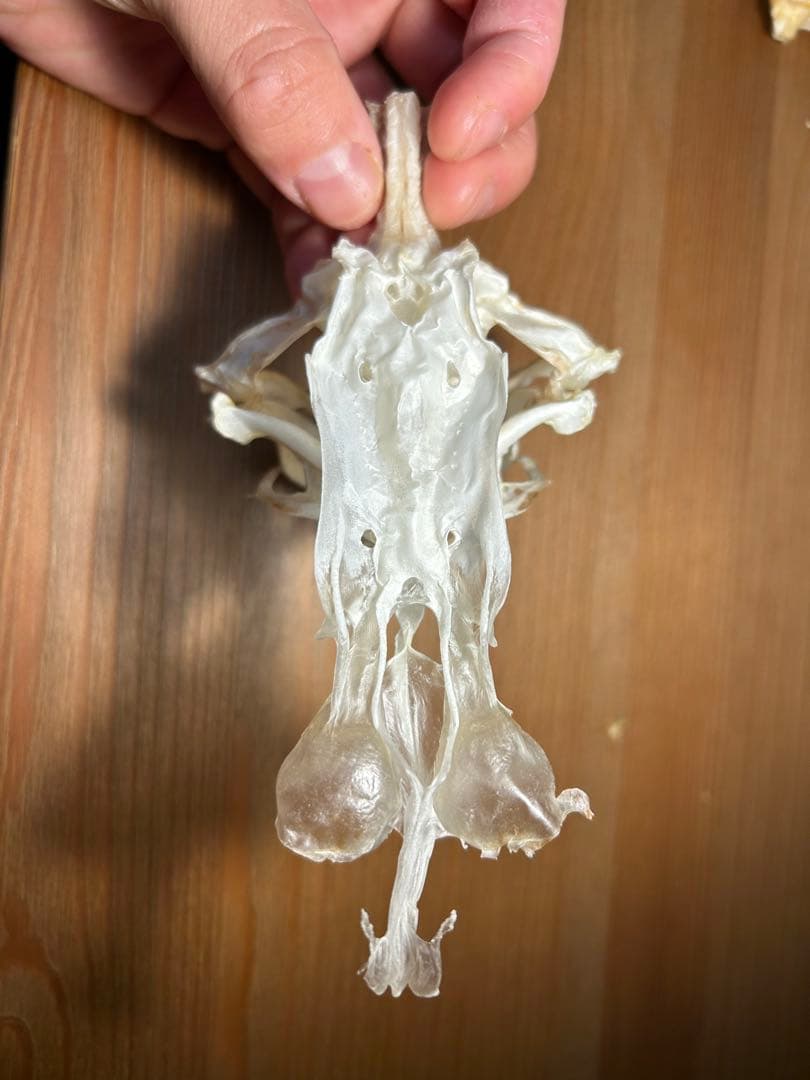 サガミザメの頭骨標本(サメ骨格)