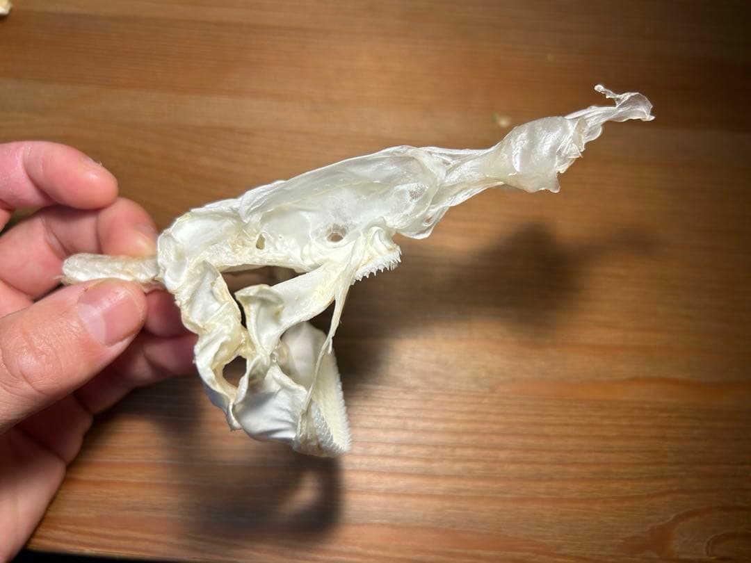 サガミザメの頭骨標本(サメ骨格)