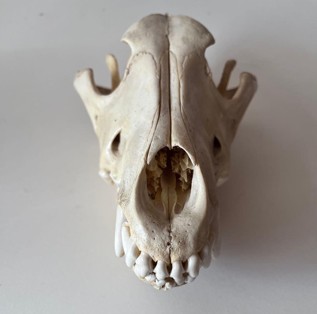オオカミの頭骨 標本