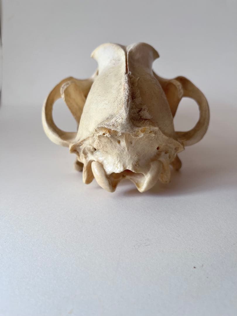 オオカミの頭骨 標本