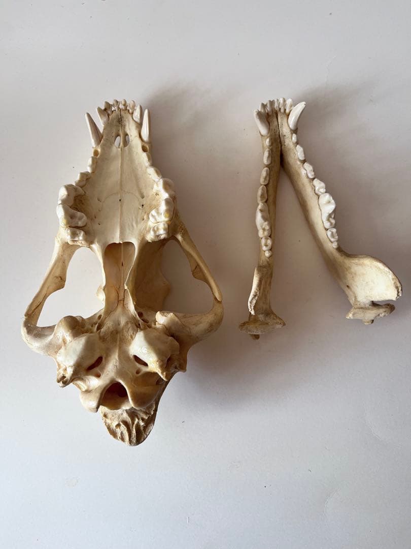 オオカミの頭骨 標本