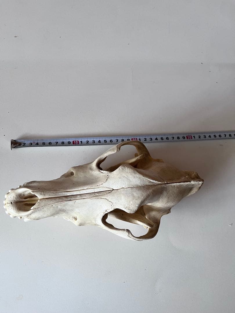 オオカミの頭骨 標本