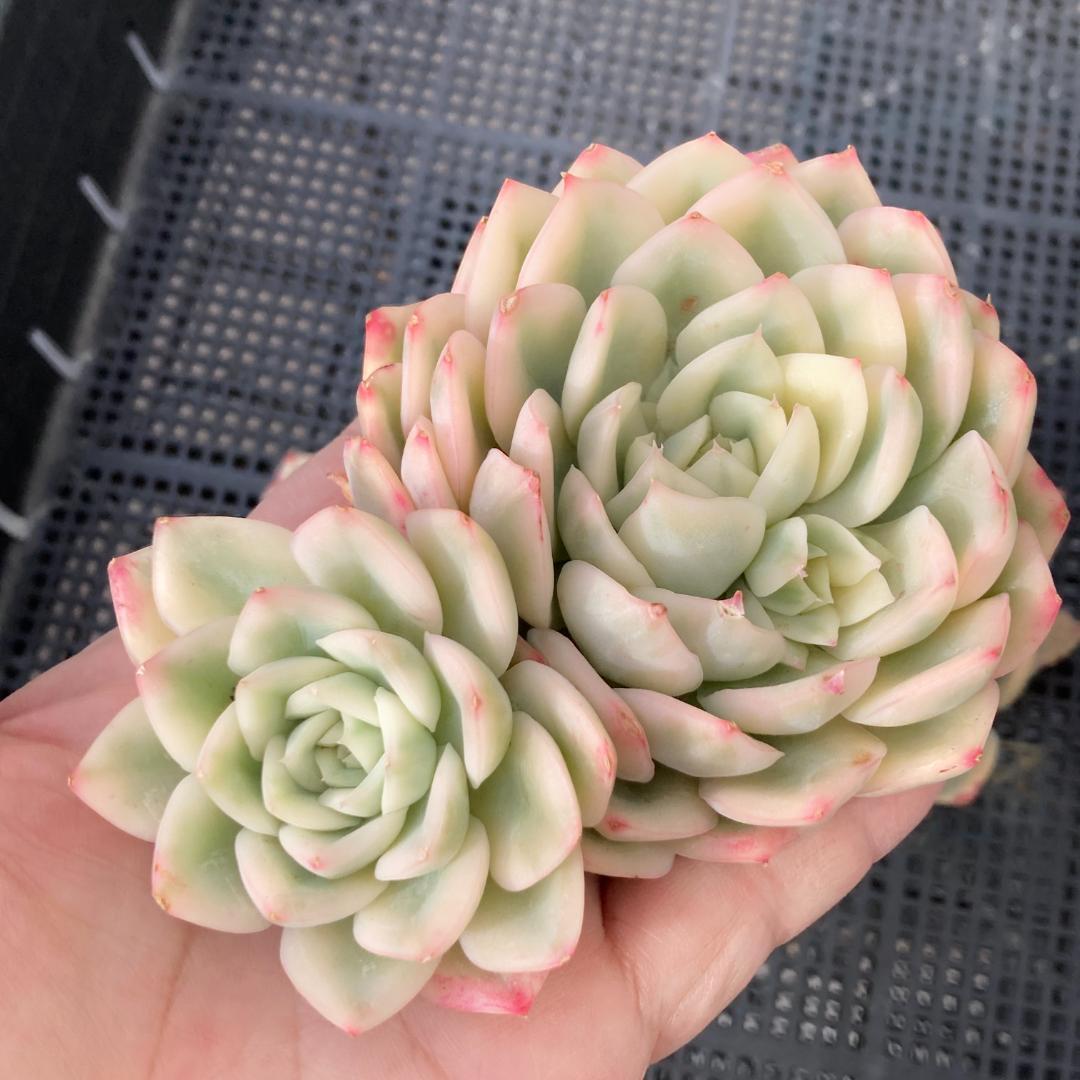 エケベリア　韓国苗　大苗　ムーンフェアリー錦　多肉植物　ポコ多肉